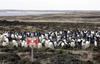 そこにはこんなドラマがあった。フォークランドの地雷原に住むペンギンたちの物語