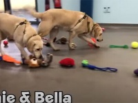 保護施設の犬たちに今年もサンタがやってきた！好きなおもちゃを１つずつ、順番に選んでいくよ