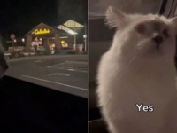 どうしてドアを開けてくれニャいの？閉店時間に間に合わなかった愛猫、納得いかずにぼやきまくる