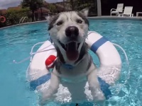 めっちゃ気持ちいいワン！　ハスキー犬がプールで気持ちよさそうに泳いで楽しそう！