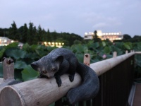 真夏の夜の動物園