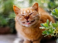 笑う門には福来るって聞くし。インターネットで見つけたスマイル猫たち