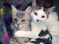 保護された子猫、仮里親の家で出会った別の保護猫と離れられない仲に（カナダ）