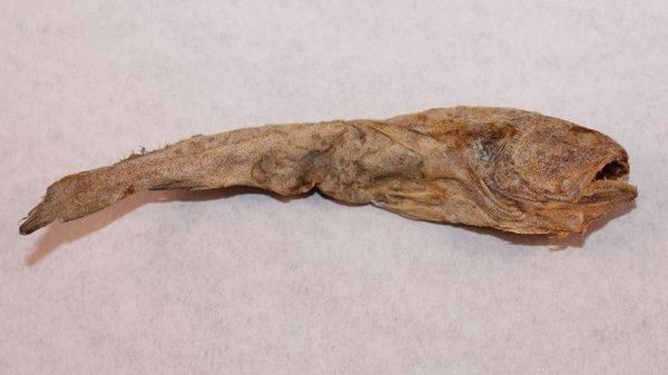 干しダラこそ我らの神である。信者はまじめだけどヘンテコ宗教ーイタリア