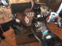 3匹の子猫、生まれて初めてヤギに出会う。猫とヤギの共同生活がはじまった。（アメリカ）