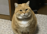 【計るんならメシ食う前にしてくれよ！】人気の傑作ボケて１５選（4/10）