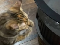 とある猫「こうして食べるのが美味しいニャ！」と、必ず両手を使ってカリカリを食べる