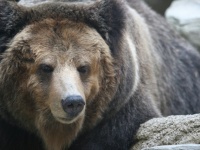 巨大すぎるクマ出没...？！（画像はイメージ）