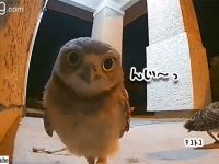 ソウルジェムが浄化される。監視カメラがとらえた夜のフクロウたちの玄関パーティー