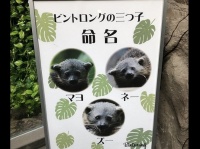 ビントロングの三つ子の紹介パネル。あめこ（＠aaamecooo）さんのツイートより