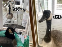 愛にできることはここにも。負傷したカナダガンが運ばれた病院を追跡し、手術中ずっと見守っていたつがいのカナダガン
