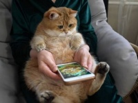 まったりゆったりホシコ猫、魚のベッドやスマホゲームで癒しの時間をプレゼント