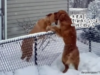 雪が怖くて外に出られなかった犬、親友に勇気をもらい恐怖を克服