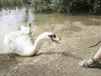 ゲイの白鳥カップル、プラスチックのカップを我が子認定。それを守るために人間を襲撃、ついに湖から強制退去させられる（オーストリア）