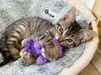 生まれつき体の弱かった子猫、ぬいぐるみの親友に出会い健康状態がぐんぐん回復