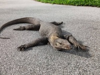 ワニやサメだけじゃなかった！フロリダで外来種のオオトカゲが目撃される