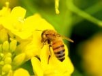 東京都・恵比寿にミツバチ大量発生その数なんと１万匹！