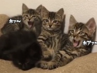 かわいさしかない。トラ柄子猫たちのアクビ連鎖反応。一方黒子猫は？