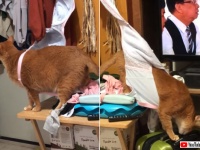 にゃんとも抜けない！猫が巨大なアレの洗濯物に引っかかってしまった件