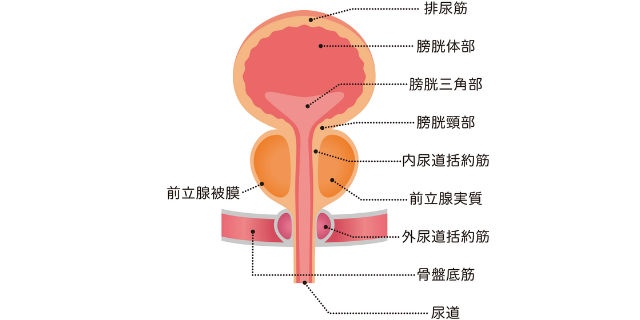 男性の膀胱の構造