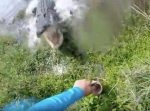 釣った魚を引き上げ → ワニに腕ごと食われそうになる！