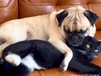 誰にも懐かなかった野良の子猫が唯一心を許した犬。磁石のようにくっついて離れない