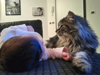 もうすぐだ、オレに任せろ。赤ちゃんが生まれてくるタイミングで家を訪れ、子守役をかって出た猫。とても有能。（イタリア）
