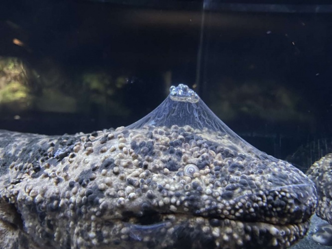 フジサンショウウオ、再掲（画像は京都水族館公式Xアカウントより）