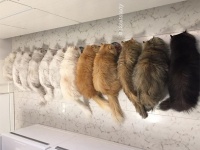 毛玉天国かな？12匹のチンチラペルシャ猫を飼うお宅の日常