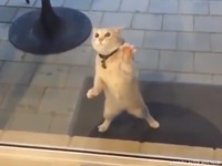 見えない敵と戦う猫の超高速シャカシャカ