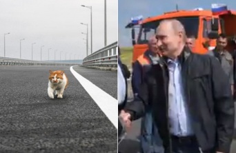 プーチンよりも先だった。完成した40億ドルのクリミア橋を最初に渡ったのは猫