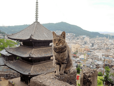 広島で一人旅をすれば自分磨きができる！　明日にも広島へ行きたくなるおすすめスポット3選#6