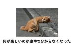切ない笑いがクセになる！あなたの悲しみを2秒で吹っ飛ばす爆笑ボケて 11選