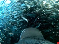 ペンギンがイワシのトルネードに突入。食べ放題の様子を自撮りカメラで撮影