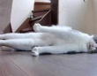 猫用見守りカメラ、「UMA」の撮影に成功する　不思議すぎる寝姿に反響「固まってる星人」「吸いたい」