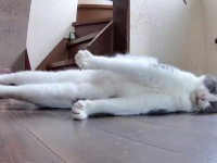 猫用見守りカメラ、「UMA」の撮影に成功する　不思議すぎる寝姿に反響「固まってる星人」「吸いたい」