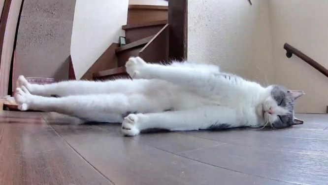 猫用見守りカメラ、「UMA」の撮影に成功する 不思議すぎる寝姿に反響「固まってる星人」「吸いたい」