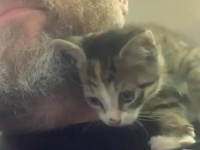 またしてもヒゲメン！ピザ店に迷い込んだ子猫、ヒゲメンシェフに引っ付いて離れずそのまま飼い猫に（オーストラリア）