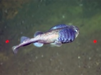 適応進化か？極端な低酸素環境でも生存できる魚が発見される（米研究）