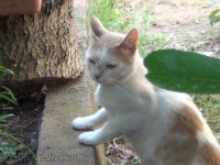 いわゆるひとつの三角関係？カレとカノジョの間に起きた誤解が解けるまでの猫