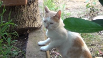 いわゆるひとつの三角関係？カレとカノジョの間に起きた誤解が解けるまでの猫