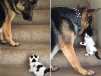 子猫をいたわるジャーマンシェパード。まだ階段をうまく登れない子猫をやさしく口でくわえて運ぶ
