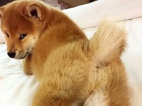 だって柴だもん！可愛いんだから仕方ない。柴犬たちをたっぷり堪能する写真集