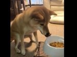 「待て！」と言われたが、ご飯が待ちきれない感じがすごく伝わるワンちゃん。