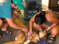 「絶対に私が幸せにする！」アルバニアの路上にいた子犬、飼育放棄された後、最初に保護した女性のいるハワイで終の棲家を見つける