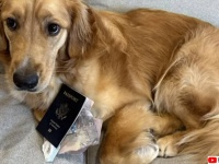 いかせたくなかったのか？愛犬がパスポートを噛みちぎり、飼い主男性が海外挙式にいけなくなるピンチ
