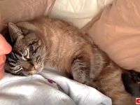 「ボクを見て！撫でて！そしていつも傍にいて！」飼い主が好き過ぎる愛猫とのイチャイチャっぷりがうらやましい