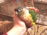 いやん、どうして離れていくの？トテトテと手の平を追いかけて寄り添ってくるインコが可愛すぎる