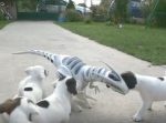 みんなと一緒なら怖くない！　ロボットの恐竜に大勢の子犬たちが群がる！