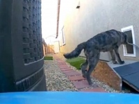 どうしても、この木の枝をおうちに持って帰りたい！ドッグドアの前で困った犬がとった行動とは？